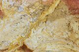 Polished Noondine Chert (Stromatolite) Slab - Billion Years #63294-1